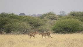 Le guépard deux a capturé dans la prairie - réservation centrale de jeu de Kalahari, Botswana photographie stock Le guépard deux a capturé dans la prairie - réservation centrale de jeu de Kalahari, Botswana photographie stock
