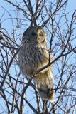 Le hibou d'Ural dans l'uralensis de strix d'habitat naturel images libres de droits Le hibou d'Ural dans l'uralensis de strix d'habitat naturel images libres de droits