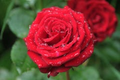 Le jardin rouge frais s'est levé dans la baisse de pluie Rosée sur des pétales de fleur photo libre de droits Le jardin rouge frais s'est levé dans la baisse de pluie Rosée sur des pétales de fleur photo libre de droits