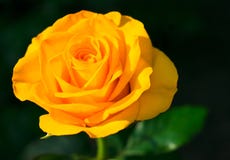 Le jaune a mont? sur un fond noir Copiez l'espace images libres de droits Le jaune a mont? sur un fond noir Copiez l'espace images libres de droits