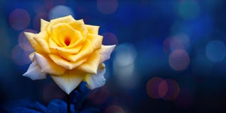 Le jaune a monté jour de valentines bleu léger de fond de Bokeh photo libre de droits Le jaune a monté jour de valentines bleu léger de fond de Bokeh photo libre de droits