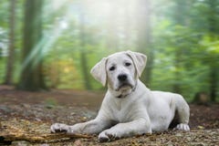Le jeune chiot blanc mignon de chien de labrador retriever se trouve en raison de la forêt photos stock Le jeune chiot blanc mignon de chien de labrador retriever se trouve en raison de la forêt photos stock