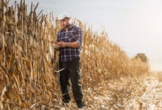 Le jeune exploitant agricole examinent le maïs dans le domaine de maïs pendant la récolte photo libre de droits Le jeune exploitant agricole examinent le maïs dans le domaine de maïs pendant la récolte photo libre de droits