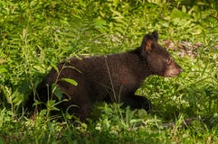 Le jeune ours noir (Ursus américanus) fonctionne juste par l'herbe Images stock Le jeune ours noir (Ursus américanus) fonctionne juste par l'herbe Images stock