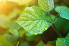 Le jeune ressort part avec des baisses de pluie dans la fus?e du soleil photos stock Le jeune ressort part avec des baisses de pluie dans la fus?e du soleil photos stock