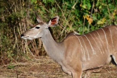 Le kudu de Femal écoutant, une oreille a entassé de retour l'écoute photo stock Le kudu de Femal écoutant, une oreille a entassé de retour l'écoute photo stock