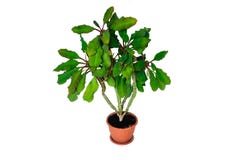 Le leuconeura d'euphorbe s'est embranché forme comme un arbre photo stock Le leuconeura d'euphorbe s'est embranché forme comme un arbre photo stock