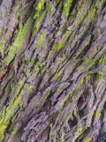 Le lichen vert a couvert l'écorce d'un tronc d'arbre photographie stock libre de droits Le lichen vert a couvert l'écorce d'un tronc d'arbre photographie stock libre de droits