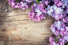 Le lilas fleurit le groupe au-dessus du fond en bois images libres de droits Le lilas fleurit le groupe au-dessus du fond en bois images libres de droits