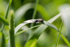 Le lineatus rayé d'Agriotes de scarabée de clic se tient sur l'herbe dans le mornin Photo libre de droits Le lineatus rayé d'Agriotes de scarabée de clic se tient sur l'herbe dans le mornin Photo libre de droits