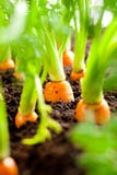 Le légume de carotte se développe dans le jardin dans le backgro organique de sol photographie stock libre de droits Le légume de carotte se développe dans le jardin dans le backgro organique de sol photographie stock libre de droits