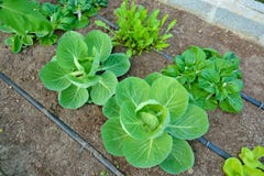 Le légume organique emploie le système d'irrigation par égouttement images libres de droits Le légume organique emploie le système d'irrigation par égouttement images libres de droits