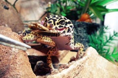 Le lézard Eublephar de gecko mange le cricket image stock Le lézard Eublephar de gecko mange le cricket image stock
