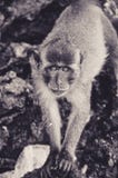 Le Macaque a intrigué par l'appareil-photo sur une plage de la Thaïlande photographie stock libre de droits Le Macaque a intrigué par l'appareil-photo sur une plage de la Thaïlande photographie stock libre de droits