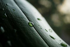 Le macro détail d'une eau chute sur la feuille verte avec les points blancs magnifiés comme symbole de fond de nature fraîche et Photos libres de droits Le macro détail d'une eau chute sur la feuille verte avec les points blancs magnifiés comme symbole de fond de nature fraîche et Photos libres de droits