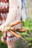 Le mani corrugate di una persona anziana tenere le carote fresche con terra e le cime Raccolto della carota del primo piano nelle fotografia stock libera da diritti Le mani corrugate di una persona anziana tenere le carote fresche con terra e le cime Raccolto della carota del primo piano nelle fotografia stock libera da diritti