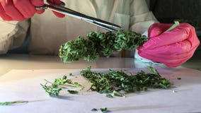Le mani del laboratorio in guanti con le forbici hanno tagliato le cannabis per l'analisi Le mani del laboratorio in guanti con le forbici hanno tagliato le cannabis per l'analisi