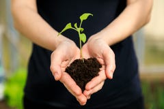 Le mani della femmina che tengono plantula fotografia stock Le mani della femmina che tengono plantula fotografia stock