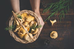Le mani femminili che tengono un canestro con la foresta si espande rapidamente galletti su un fondo scuro Fotografia Stock Libera da Diritti Le mani femminili che tengono un canestro con la foresta si espande rapidamente galletti su un fondo scuro Fotografia Stock Libera da Diritti