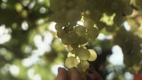 Le mani femminili prendono l'uva che appende sul gambo alla vigna stock footage Le mani femminili prendono l'uva che appende sul gambo alla vigna stock footage
