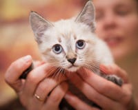 Le mani umane tengono con attenzione un piccolo gattino fotografia stock libera da diritti Le mani umane tengono con attenzione un piccolo gattino fotografia stock libera da diritti