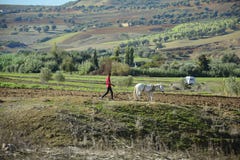 Le Maroc, Volubilis, agriculture Photographie stock Le Maroc, Volubilis, agriculture Photographie stock