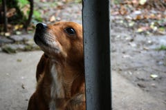 Le meilleur mendiant quand il s'agit de nourriture, prier de chien photographie stock Le meilleur mendiant quand il s'agit de nourriture, prier de chien photographie stock
