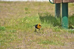 le merle à tête jaune est perché au sol image libre de droits le merle à tête jaune est perché au sol image libre de droits