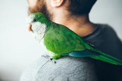 Le moine amical Parakeet regarde l'appareil-photo avec la curiosité image libre de droits Le moine amical Parakeet regarde l'appareil-photo avec la curiosité image libre de droits