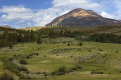 Le mucche pascono in una valle bucolica nelle montagne di Sierra Nevada fotografie stock libere da diritti Le mucche pascono in una valle bucolica nelle montagne di Sierra Nevada fotografie stock libere da diritti