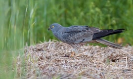 Le mâle de harrier de Montagu’s se tient sur la pile de foin image libre de droits Le mâle de harrier de Montagu’s se tient sur la pile de foin image libre de droits