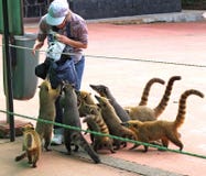 Le Nasua est un genre dans le Procyonidae de famille, dont les membres les plus connus sont des ratons laveurs photographie stock Le Nasua est un genre dans le Procyonidae de famille, dont les membres les plus connus sont des ratons laveurs photographie stock