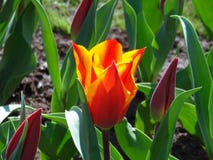 Le Néerlandais a flambé la fleur rouge et jaune de tulipe photographie stock libre de droits Le Néerlandais a flambé la fleur rouge et jaune de tulipe photographie stock libre de droits