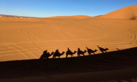 Le ombre del caravan sulla sabbia calda del deserto del Sahara fotografia stock Le ombre del caravan sulla sabbia calda del deserto del Sahara fotografia stock