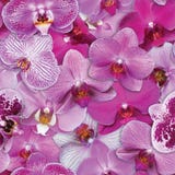 Le orchidee modellano il fondo senza cuciture del fiore Fotografia Stock Le orchidee modellano il fondo senza cuciture del fiore Fotografia Stock