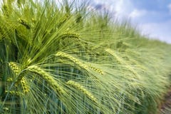 Le orecchie di orzo sotto il peso di grano sono battute dalla massa totale fotografia stock libera da diritti Le orecchie di orzo sotto il peso di grano sono battute dalla massa totale fotografia stock libera da diritti