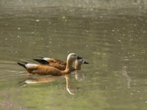 Le paia della nuotata di Ruddy Shelduck si acquietano in uno stagno Fotografia Stock Le paia della nuotata di Ruddy Shelduck si acquietano in uno stagno Fotografia Stock