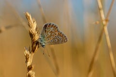 Le papillon bleu commun Polyommatus Icare était perché sur un d'or image libre de droits Le papillon bleu commun Polyommatus Icare était perché sur un d'or image libre de droits