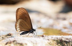 Le papillon Bleu-rayé de pantomime photos stock Le papillon Bleu-rayé de pantomime photos stock