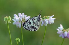 Le papillon de galathea de Melanargia se repose parmi un trèfle floral attend l'aube photo stock Le papillon de galathea de Melanargia se repose parmi un trèfle floral attend l'aube photo stock