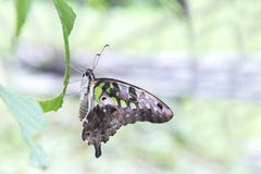 Le papillon vert a coupé la queue le geai, agamemnon de Graphium, famille Papilio image stock Le papillon vert a coupé la queue le geai, agamemnon de Graphium, famille Papilio image stock