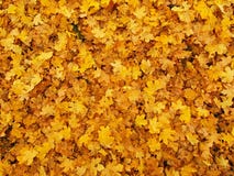 Le parc d'automne a rectifié avec les feuilles d'érable jaune-orange sèches, feuille colorée Photo stock Le parc d'automne a rectifié avec les feuilles d'érable jaune-orange sèches, feuille colorée Photo stock