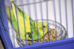 Le perroquet onduleux picote volontairement le grain dans une cage photo libre de droits Le perroquet onduleux picote volontairement le grain dans une cage photo libre de droits