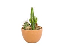 Le petit cactus vert a placé dans le vase brun sur le fond blanc Photos stock Le petit cactus vert a placé dans le vase brun sur le fond blanc Photos stock
