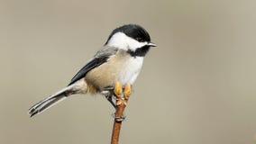 Le petit Chickadee simple était perché haut sur une cime d'arbre photo stock Le petit Chickadee simple était perché haut sur une cime d'arbre photo stock
