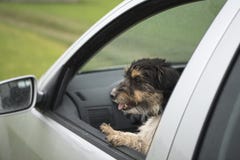 Le petit chien regarde hors de la fen?tre de voiture - terrier de Russell de cric 2 ann?es image libre de droits Le petit chien regarde hors de la fen?tre de voiture - terrier de Russell de cric 2 ann?es image libre de droits