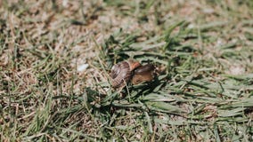Le petit escargot se repose dessus sur un groupe d'herbe verte images libres de droits Le petit escargot se repose dessus sur un groupe d'herbe verte images libres de droits