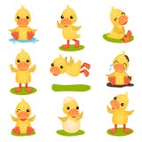 Le petit jeu de caractères jaune mignon de caneton, le canard de poussin dans différentes poses et les situations dirigent des il illustration stock Le petit jeu de caractères jaune mignon de caneton, le canard de poussin dans différentes poses et les situations dirigent des il illustration stock