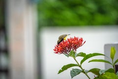 Le petit oiseau minuscule est tenant et mangeant le carpelle de la fleur rouge de transitoire photo libre de droits Le petit oiseau minuscule est tenant et mangeant le carpelle de la fleur rouge de transitoire photo libre de droits
