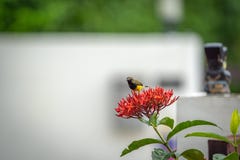 Le petit oiseau minuscule est tenant et mangeant le carpelle de la fleur rouge de transitoire photo stock Le petit oiseau minuscule est tenant et mangeant le carpelle de la fleur rouge de transitoire photo stock